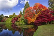 Autumn colour at Sheffield Park