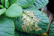 Slug damage on primula - image: Dove Associates