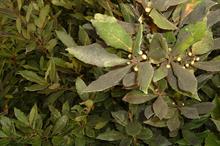 Sooty mould on Laurus - credit: Dove Associates