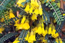 Sophora