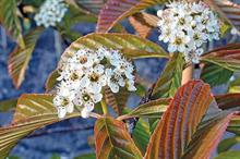 Sorbus caloneura: noted for particularly beautiful chocolate-red emergent spring foliage