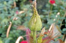 Spidermite on rose - image: Dove Associates