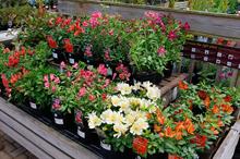 How garden centres and retail nurseries have tackled this year's supply issues