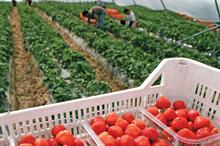 Strawberry pickers in a polytunnel and punnets of fruit from Stewarts of Tayside