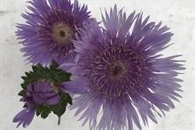 Stokesia wins best new plants at Groen-Direkt autumn fair
