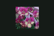Streptocarpus 'Gold Rose'