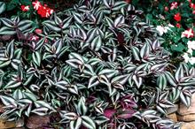 Tradescantia zebrina ‘Purpusii’ - all images: Floramedia