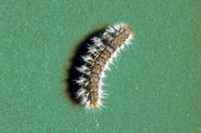 What damage can be inflicted by pine processionary moth?