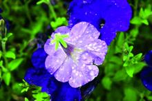 Pest & Disease Management - Thrips affecting ornamentals crops