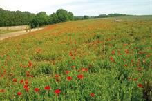Top 50 UK Landscape Contractors: Landscape leaders