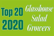 Top 20 UK Glasshouse Salad Growers 2020 ranking shows a thriving sector