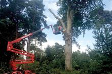 BTS Group: firm founded as Broadleaf Tree Specialists by Halley McCallum in 1988 - image: BTS Group