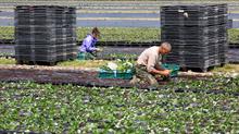 Workers planting strawberry plants