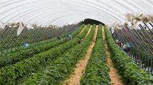 Workers in polytunnel
