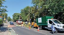 CSG Ushers working on street trees