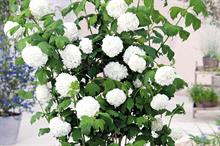 Viburnum