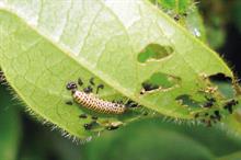 Pest & Disease Factsheet- Beetles affecting ornamentals crop production