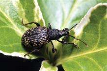Vine weevil: adult females will lay 500 eggs in soil or compost from July to September - image: ADAS