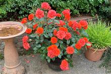 Rosa 'Precious Love' with vibrant orange/red blooms