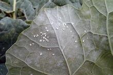 Pest & disease Factsheet - Whiteflies on ornamentals crops