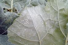 Whitefly - image: Dove Associates