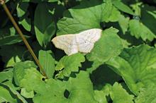 Pest & Disease Factsheet - Winter moths