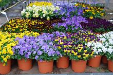 Nursery case study: Osmocote - a "safe and consistent" choice