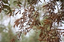 Horticulture Week Xylella Industry Plant Buyers Survey