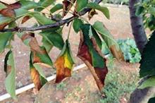 EU "bullying" UK over Xylella plant health law claims Conservative politician