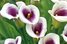 Zantedeschia