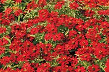 Fleuroselect: red zinnias compared in trials