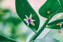 Ruscus