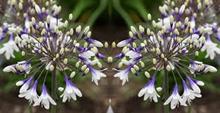 Wyevale Garden Centres identifies RHS Chelsea Flower Show plant trends