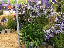 Agapanthus Fireworks wins National Plant Show best in show