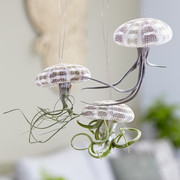 Quirky air plants prove popular with Waitrose customers