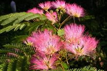 Albizia julibrissin 'Pos 1' (Tropical Dream)