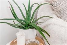 Most popular houseplants on Instagram named