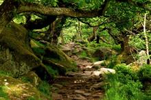 What does the revised NPPF mean for ancient trees and woodlands?