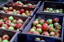 How should perceived shortcomings in Defra's farming policy plans be addressed?