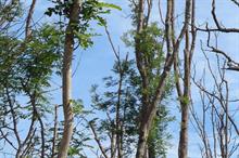 What does the tree health strategy mean for the industry?