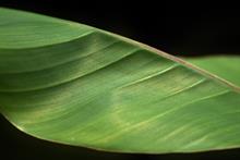 Tropical plants boom as Britons take more staycations