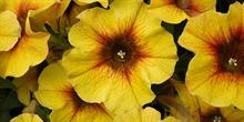 Seabrook revives RHS Hyde Hall Floral Fantasia bedding breeding showcase