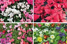 Pest and Disease Factsheet - Black root rot in ornamentals production