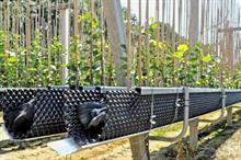 Will UK fruit producers still have access to imported trees and plants post-Brexit?