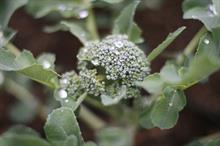 Broccoli in the rain