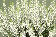 Calluna vulgaris 'Betty' (Gardengirls)