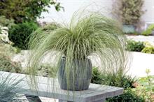 Carex comans ‘Frosted Curls’ - all images: Floramedia
