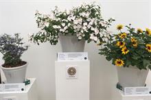 RHS Chelsea Flower Show new plants: how do they find their showcase?