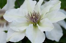 Clematis 'Evipo097' (Kitty Boulevard Up Climbers)