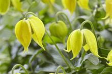 Clematis 'Little Lemons' wins best novelty new plant at Plantarium